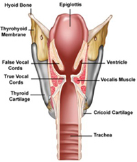 Inside the Larynx 