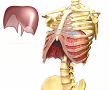 The Diaphragm
