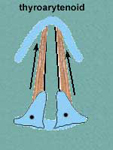Vocal Folds or Ligaments