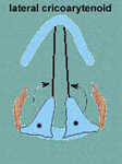 The Larynx and the Vocal Folds with their motion