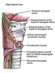 Constrictor Muscle