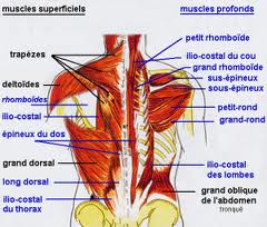Singing Muscles