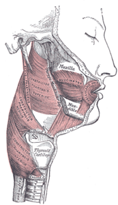 Constrictor Muscle in three parts