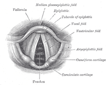 Vocal Folds or Cords